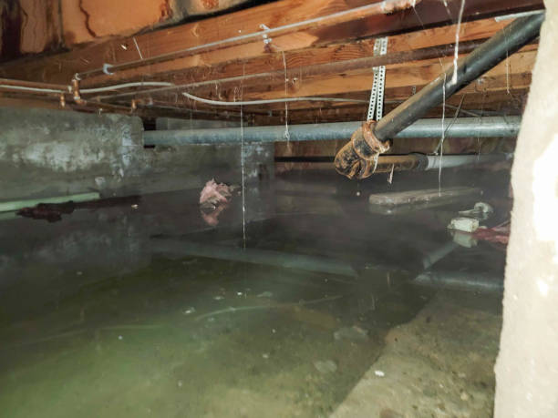 Best Local water damage restoration  in Foley, AL